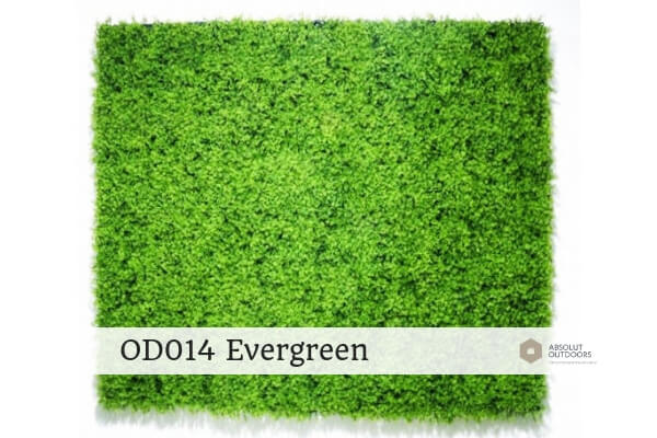 OD014-Evergreen