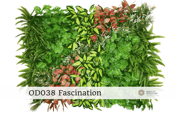 OD038-Fascination